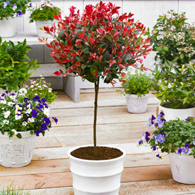 YouGarden Photinia 'Little Red Robin' Standard Trees in 3L Pots 70-80cm Tall Supplied as a Pair of Photinia Standard Trees in Pots