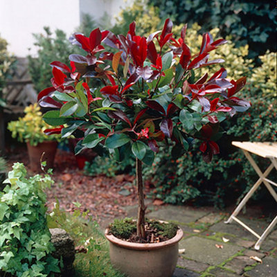 YouGarden Photinia 'Little Red Robin' Standard Trees in 3L Pots 70-80cm Tall Supplied as a Pair of Photinia Standard Trees in Pots - 3