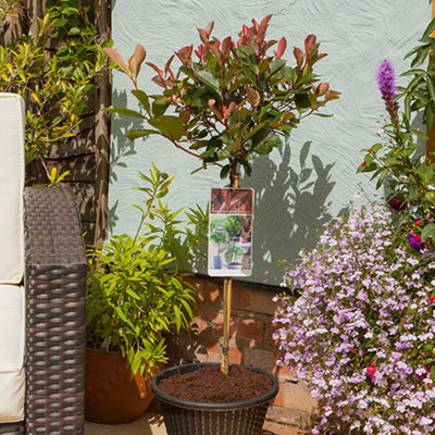 YouGarden Photinia 'Little Red Robin' Standard Trees in 3L Pots 70-80cm Tall Supplied as a Pair of Photinia Standard Trees in Pots - 4