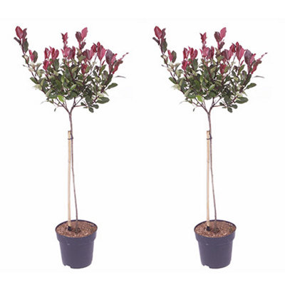 YouGarden Photinia 'Little Red Robin' Standard Trees in 3L Pots 70-80cm Tall Supplied as a Pair of Photinia Standard Trees in Pots - 5