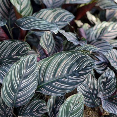 YouGarden Pin Stripe Calathea, Established Houseplant in 11cm Pot ...