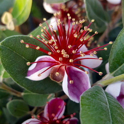 YouGarden Pineapple Guava, Acca Selloweana, Pair of Established Fruit Trees in 3 Litre Pots, Grow Your Own Edible Fruits, Tropical