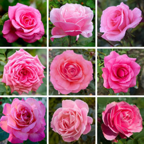 YouGarden Pink Rose, Established Rose Plant in 3-4L Pot, Ready to Plant Rose for Pots, Beds, or Borders, Colourful Roses for Outdo
