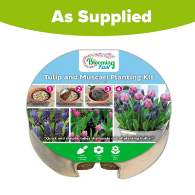 black cumin plant Black Cumin Seeds  Educared