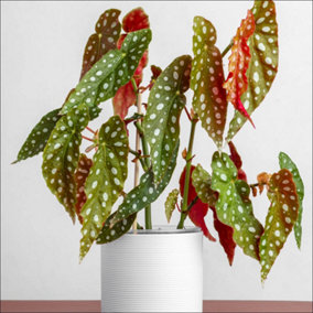 YouGarden Polka Dot Begonia, Established Houseplant in 12cm Nursery Pot, Ready to Plant and Display Begonia maculata, Indoor Plant