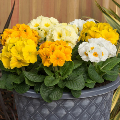 YouGarden - Polyanthus 'Spring Fever' Mixed - 20 x Garden Ready Plants