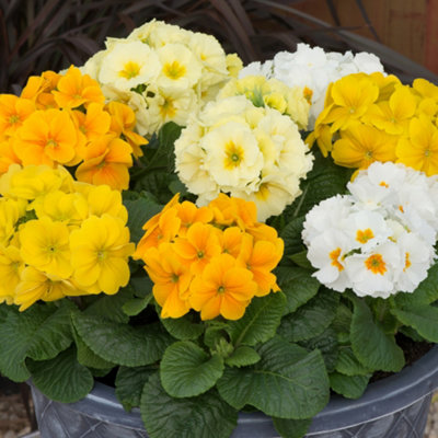 YouGarden - Polyanthus 'Spring Fever' Mixed - 20 x Garden Ready Plants