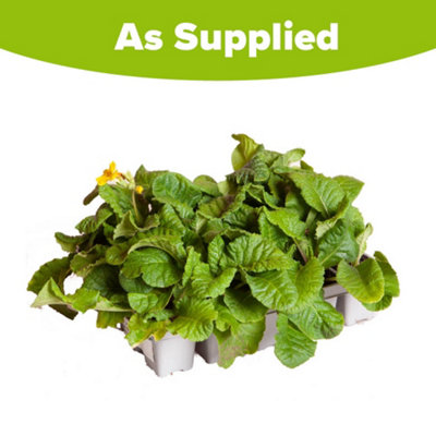 YouGarden - Polyanthus 'Spring Fever' Mixed - 20 x Garden Ready Plants