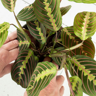 YouGarden Prayer Plant 'Maranta Tricolour', Established Houseplant in ...