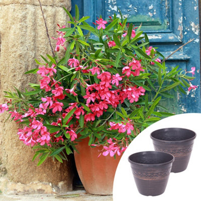 YouGarden Premium Oleander Pink 'Emilie' Bushes, Pair of Established Oleander in 15cm Pots, Pink Flowers with Two 28cm Black and C