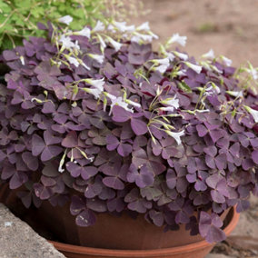 YouGarden Purple Shamrock Houseplant, Oxalis triangularis, Established Plant in 10.5cm Pot, Ready to Plant and Display, Purple Fol