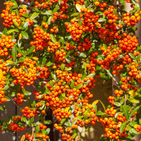 YouGarden Pyracantha 'Orange Charmer', Established Plant in 2L Pot, Already 40-60cm Tall, Ready to Plant