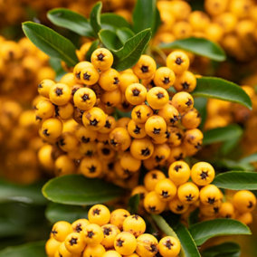 YouGarden Pyracantha 'Saphyr Yellow', Established Plant in 2L Pot, Already 40-60cm Tall, Ready to Plant