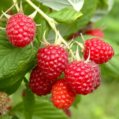 YouGarden Raspberry 'Glen Ample' Long Cane, Set of Five Raspberry Canes ...