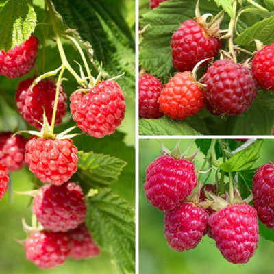 YouGarden Raspberry 'Lowberry' Collection, 3 x 1 Litre Pots, Compact ...
