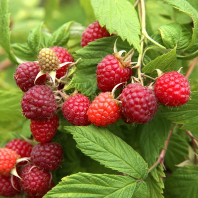YouGarden Raspberry 'Lowberry' Collection, 3 x 1 Litre Pots, Compact ...
