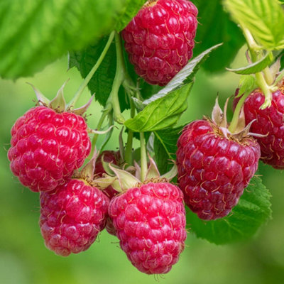 YouGarden Raspberry 'Lowberry' Collection, 3 x 1 Litre Pots, Compact ...