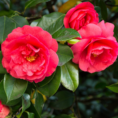 YouGarden Red Camellia, Pair of Established Plants in 19cm Pots, Ready to Plant with Elegant Early Spring Blooms and Evergreen Fol