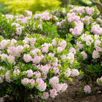 YouGarden Rhododendron 'Bloombux Light Pink', Established Plant in 10.5cm Pot, Compact Evergreen Shrub with Pale Pink Blooms, Idea