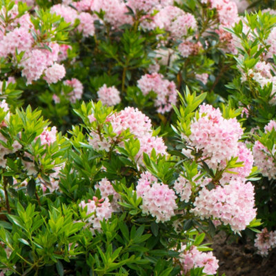 YouGarden Rhododendron 'Bloombux Light Pink', Set of Three