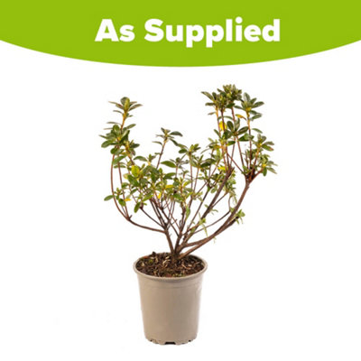 YouGarden Rhododendron 'Geisha Red', Established Plant in 9cm Pot, Ready to  Plant