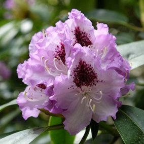 YouGarden Rhododendron 'Hybrid Lilac', Established Plant in 15cm Pot, Ready to Plant, Evergreen Shrub, Early Spring Flowering Plan