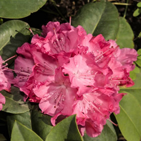 YouGarden Rhododendron 'Hybrid Pink', Established Plant in 15cm Pot, Ready to Plant, Evergreen Shrub, Early Spring Flowering Plant