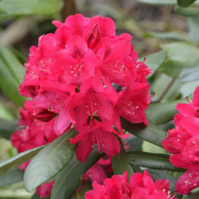 YouGarden Rhododendron 'Hybrid Red', Established Plant in 15cm Pot, Ready to Plant, Evergreen Shrub, Early Spring Flowering Plant
