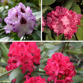 YouGarden Rhododendron Hybrids Collection, Set of Three Established Plants in 15cm Pots, Including Lilac, Pink, and Red Evergreen