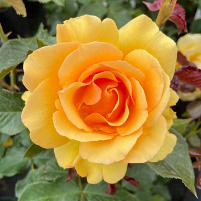 YouGarden Robert's Rose, Established Plant in 3 Litre Pot, Ready to Plant, Fragrant Amber Yellow Flowers, Grow in Patio Pots, Gard