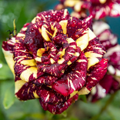 YouGarden Rose 'Abracadabra', Bare Root Rose, Bushes for Gardens and ...