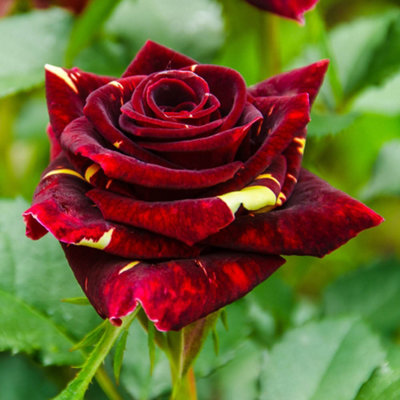 YouGarden Rose 'Abracadabra', Bare Root Rose, Bushes for Gardens and ...