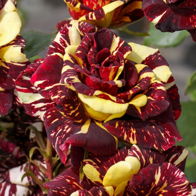 YouGarden Rose 'Abracadabra', Bare Root Rose, Bushes for Gardens and ...