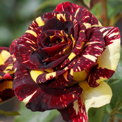 YouGarden Rose 'Abracadabra', Bare Root Rose, Bushes for Gardens and ...