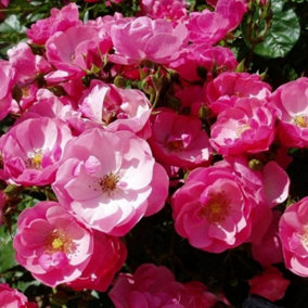YouGarden Rose Angela 3L Potted Rose