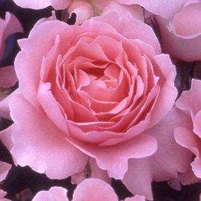 YouGarden Rose 'Ask Maureen' 3L Pot