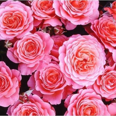 YouGarden Rose 'Best Friends Forever' 3L Pot, Ready to Plant ...
