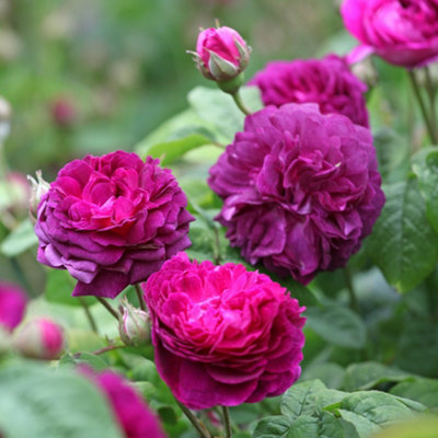 YouGarden Rose Cardinal de Richelieu, 1 x Bare Root, Compact Shrub Rose ...