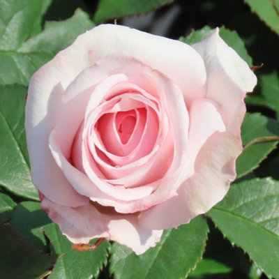 YouGarden Rose 'China Wedding 20th Anniversary', Established Plant in 3 Litre Pot, Ready to Plant, Apricot Flowers for Pots, Beds,