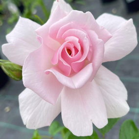 YouGarden Rose 'City Of London' 3L Pot