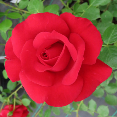 YouGarden Rose Climbing 'Blooming Marvellous', Established Plant in 3-4L Pot, Summer to Autumn Flowering