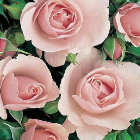 YouGarden Rose 'Congratulations' Established Rose in 3 Litre Pot, Ready to Plant, Pink Roses, Grow in Pots, Beds, and Garden Borde