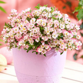 YouGarden Rose Cutie Pie Three Established Plants in 9cm Pots Ready for Planting