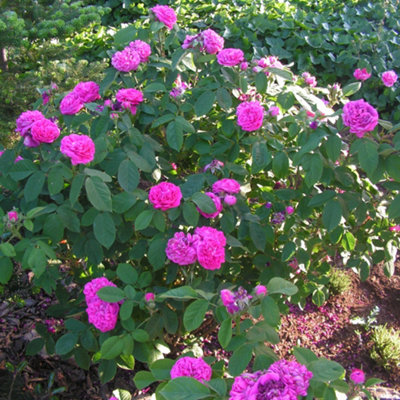 YouGarden Rose 'de Rescht', 2 x Bare Root Damask Shrub Roses, Highly ...