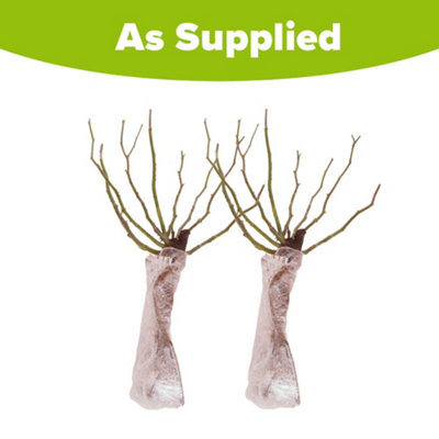 YouGarden Rose 'de Rescht', 2 x Bare Root Damask Shrub Roses, Highly ...