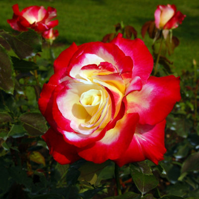 YouGarden Rose 'Double Delight', Set of Two Bare Root Roses, Ready to ...