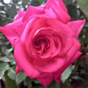 YouGarden Rose 'Dr Susan Michaelis', Established Plant in 3L Pot, Ready to Plant