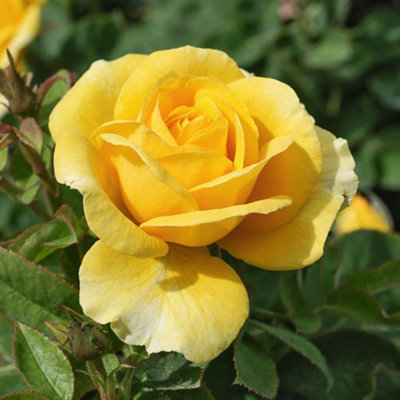 YouGarden Rose 'Emerald Wedding 55th Anniversary' 3L Pot