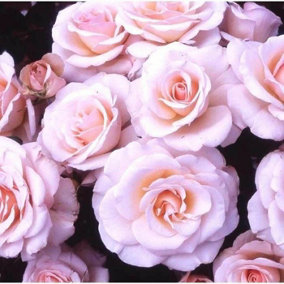 YouGarden Rose 'Fab at 40' 3L Pot