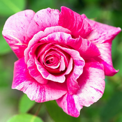 YouGarden Rose 'Ferdinand Pichard', 1 x Bare Root Shrub Rose, Striped ...